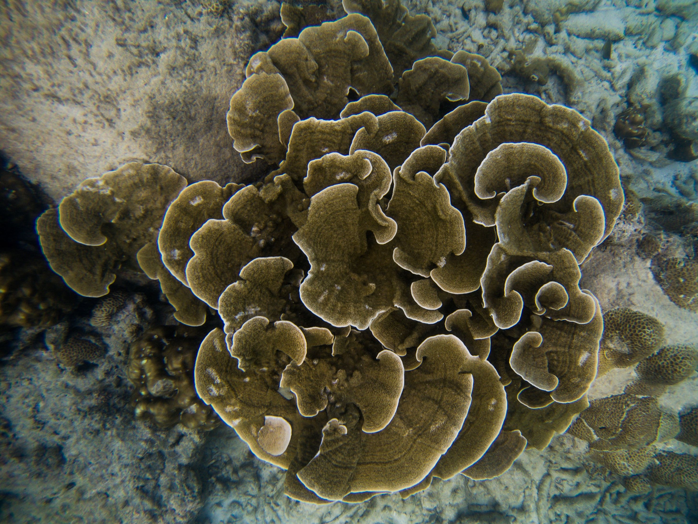 Hard Coral