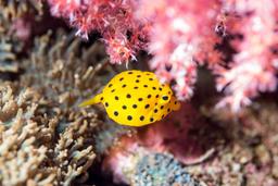 Box fish