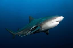 Bull shark