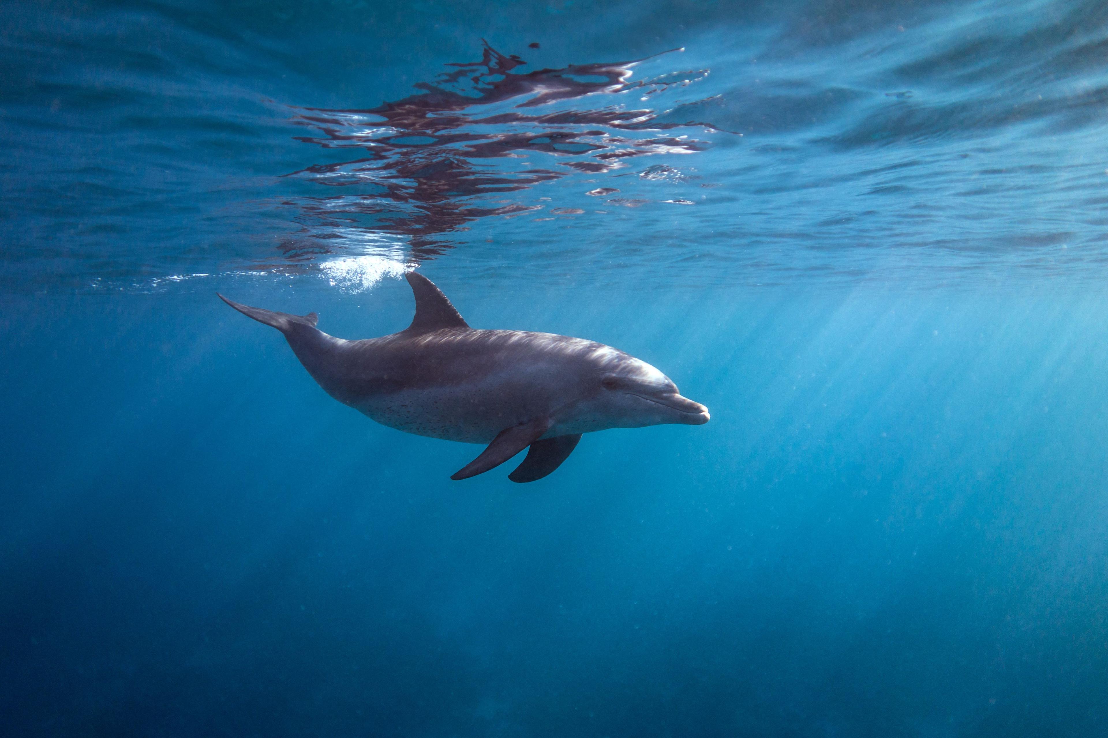 Dolphins