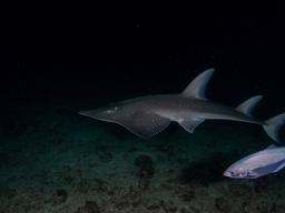 Guitar shark