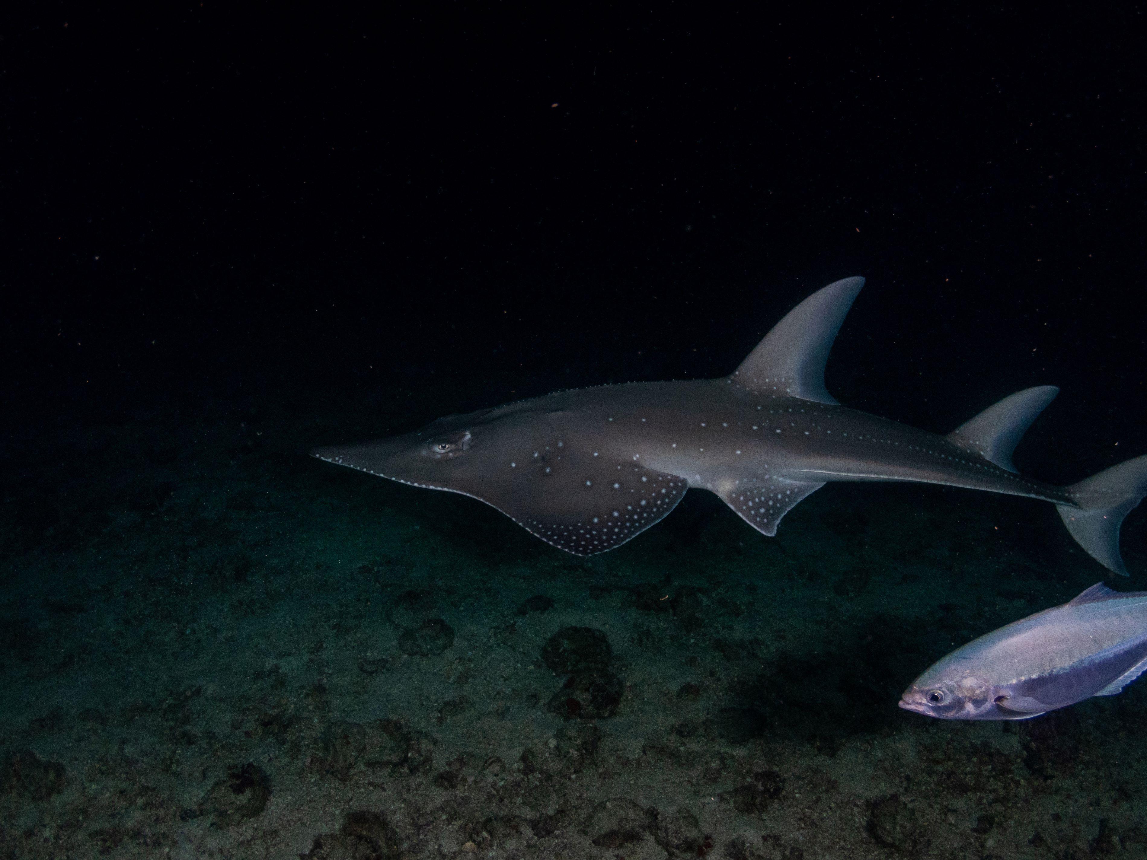 Guitar shark