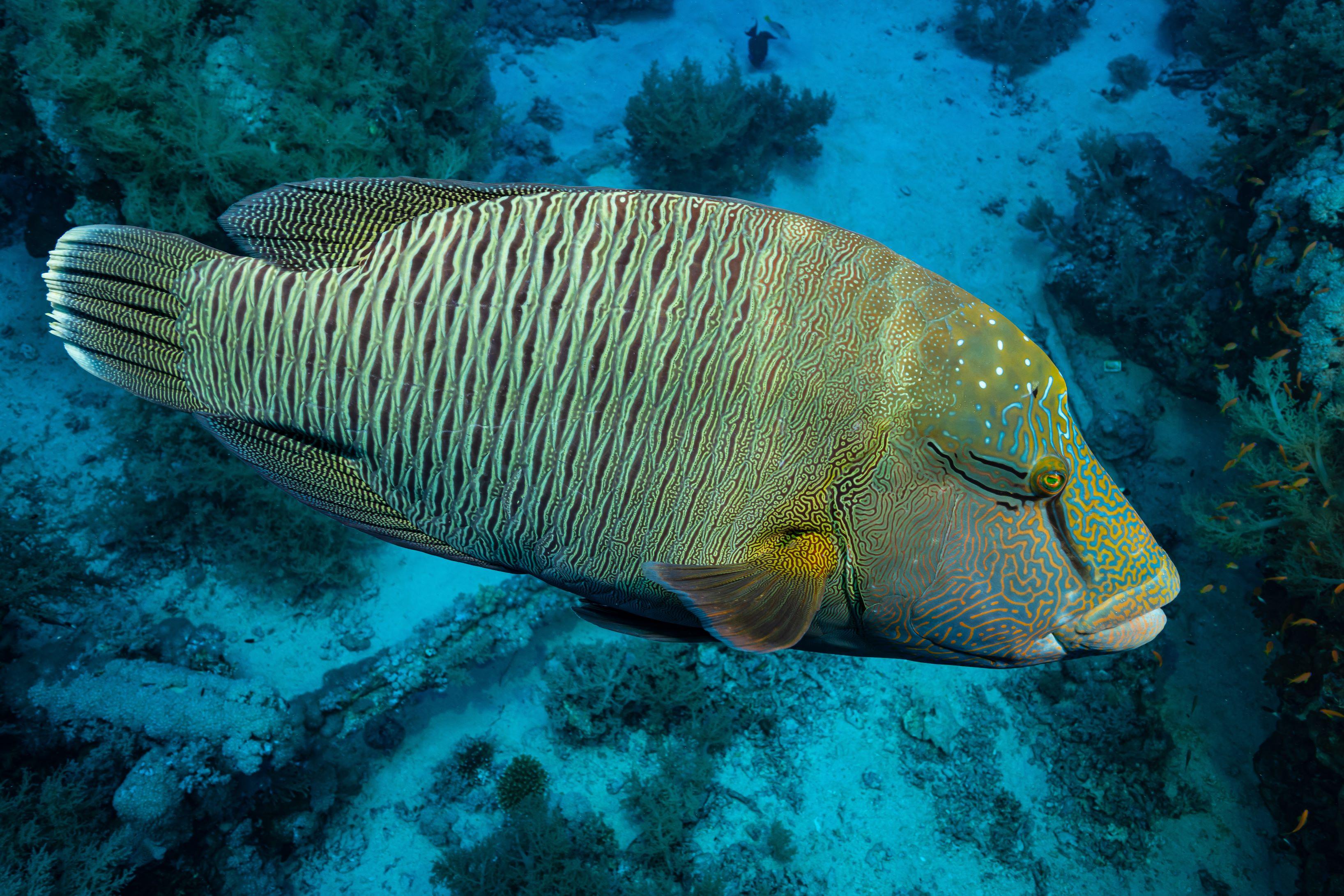 Napoleon fish