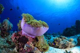 Sea anemone