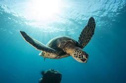 Turtle