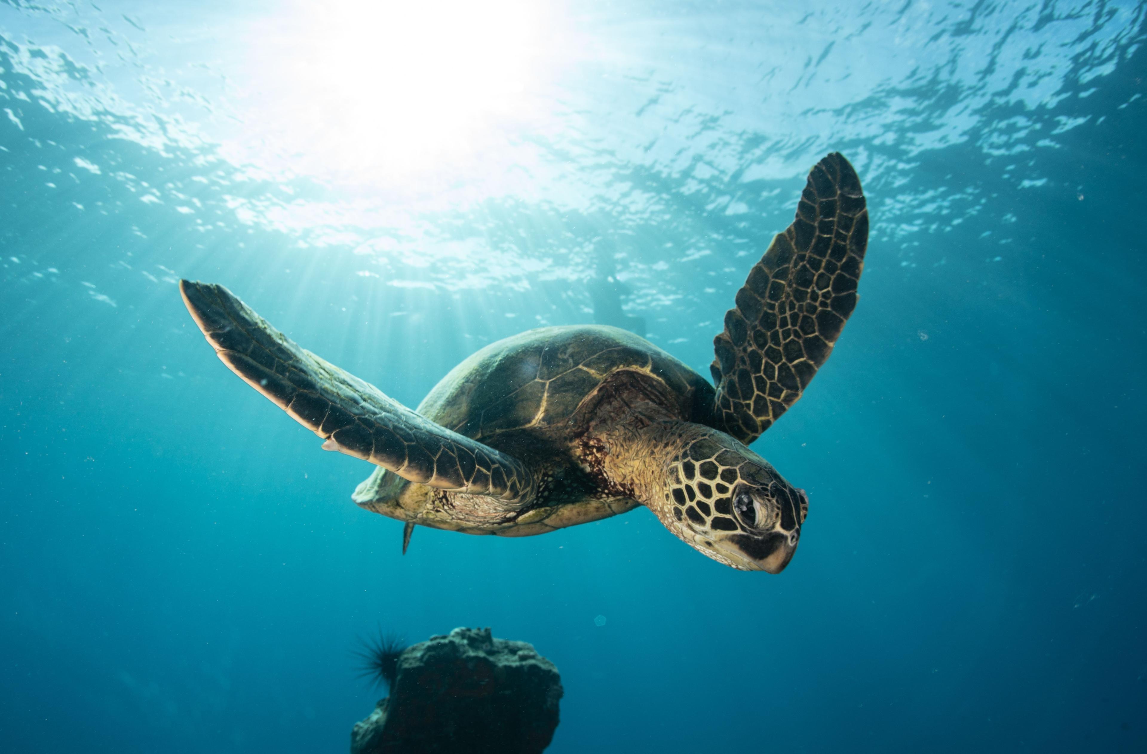 Turtle