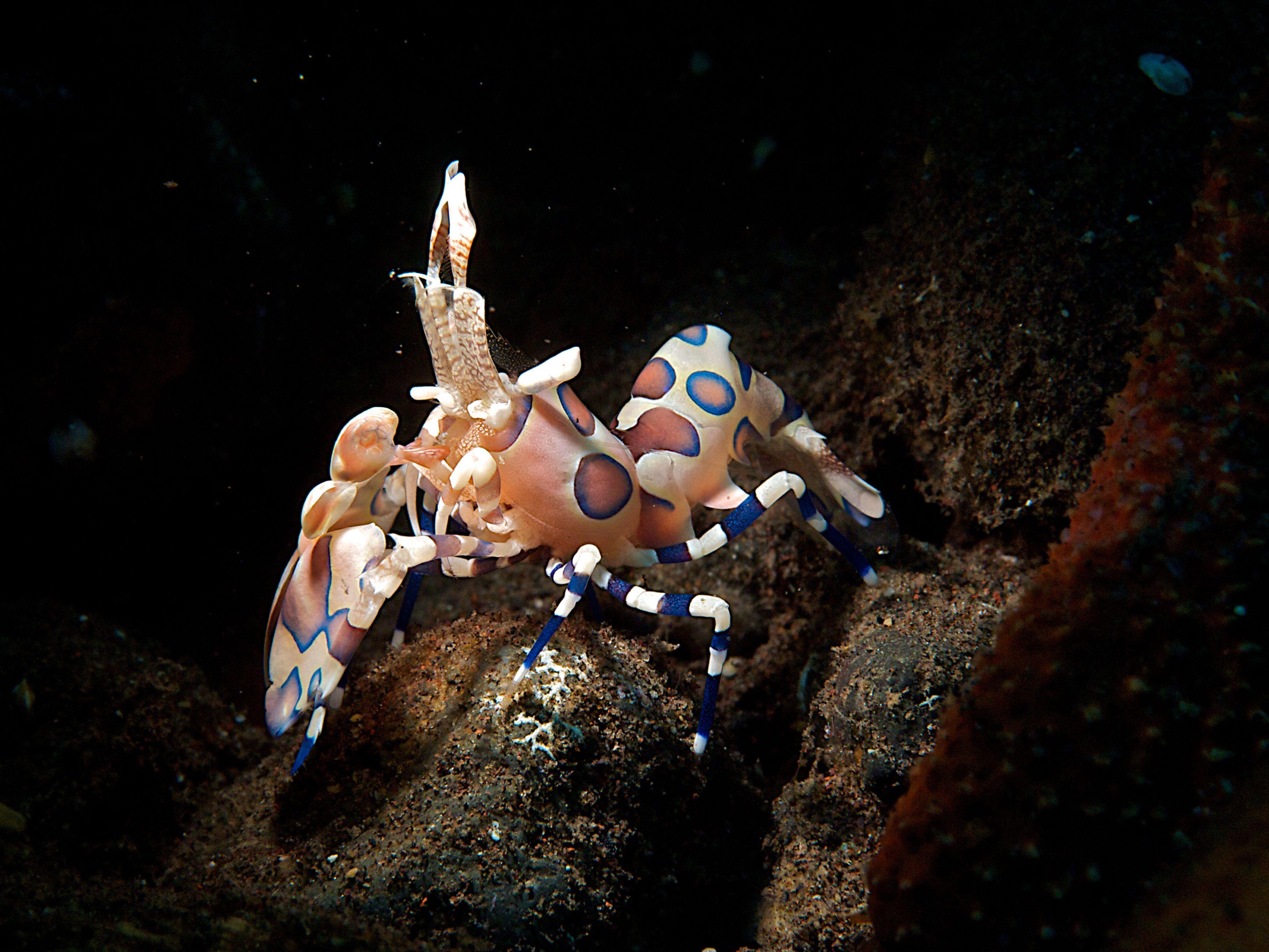 Shrimp