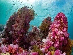 Soft Coral