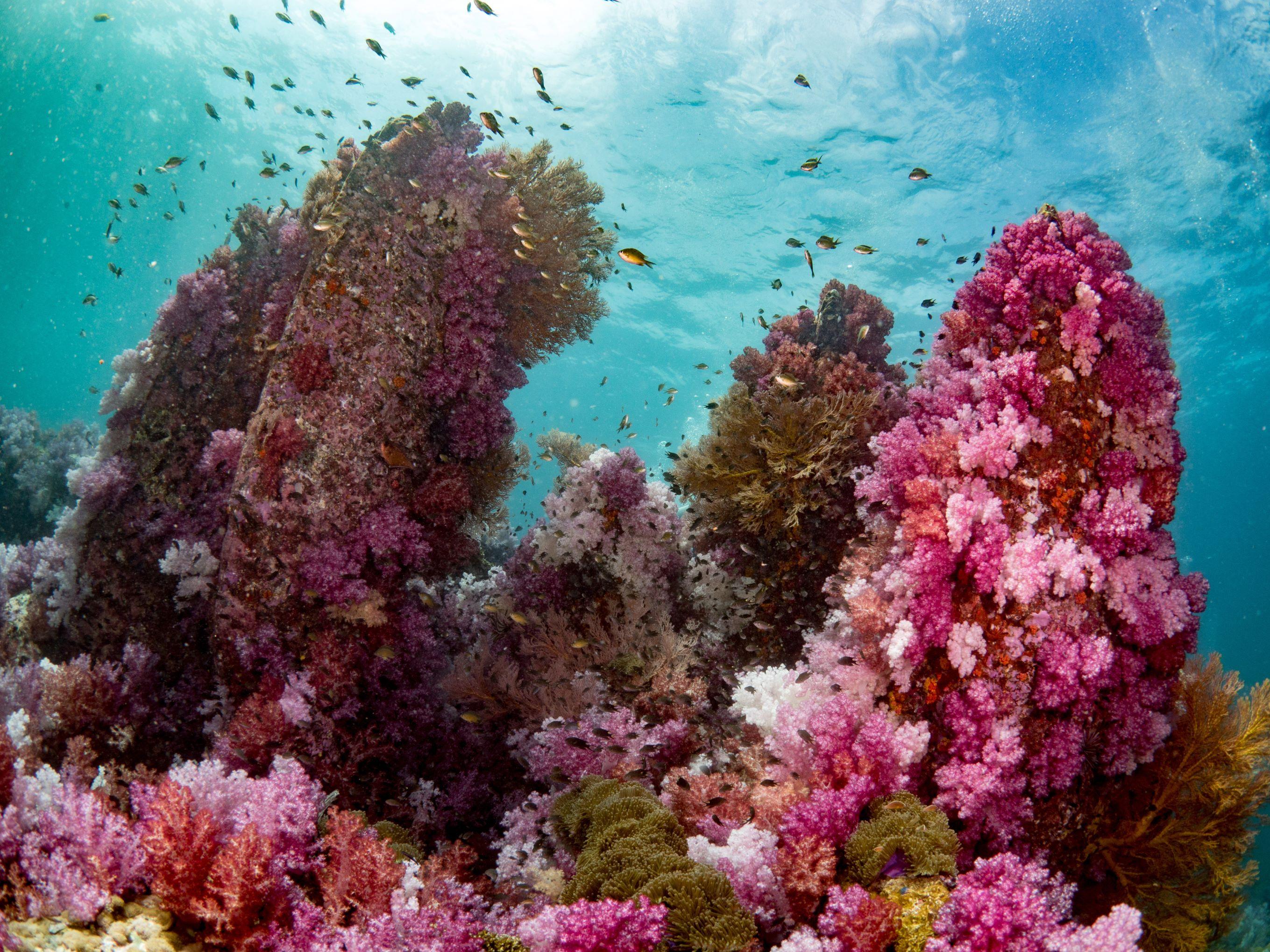 Soft Coral