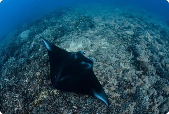 UsEBkShfhfai-Similan.png